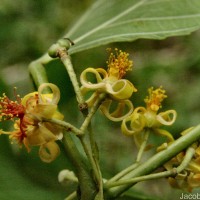 Grewia tiliifolia Vahl